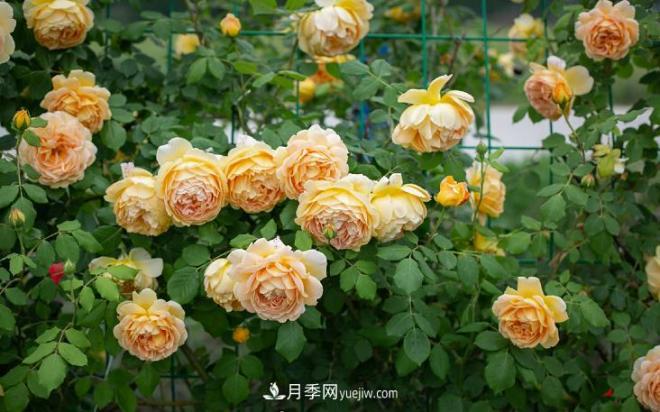 ***值得栽的10種藤本月季，每一種都很優(yōu)秀(圖9)