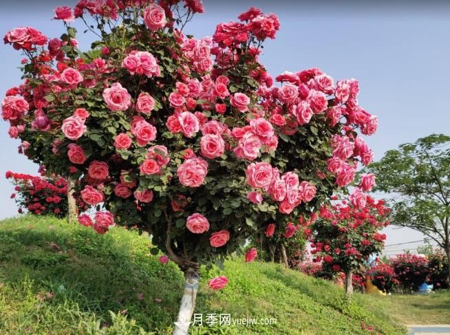 種了棵月季樹，花開幾十朵，個(gè)個(gè)比碗大，鄰居天天惦記(圖2)
