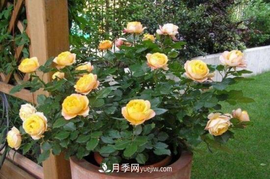 月季花長(zhǎng)蚜蟲(chóng)怎么辦？5個(gè)治療方法輕松解決(圖1)