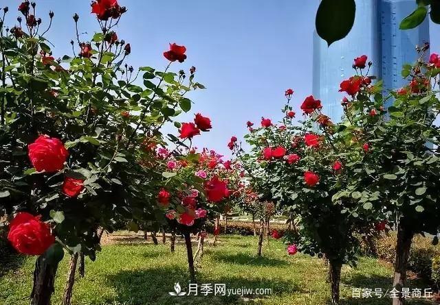 商丘的“市花”和“市樹”是什么，你能想到了(圖3)