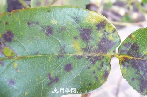 不用農(nóng)藥，食醋治月季黑斑病方法(圖1)