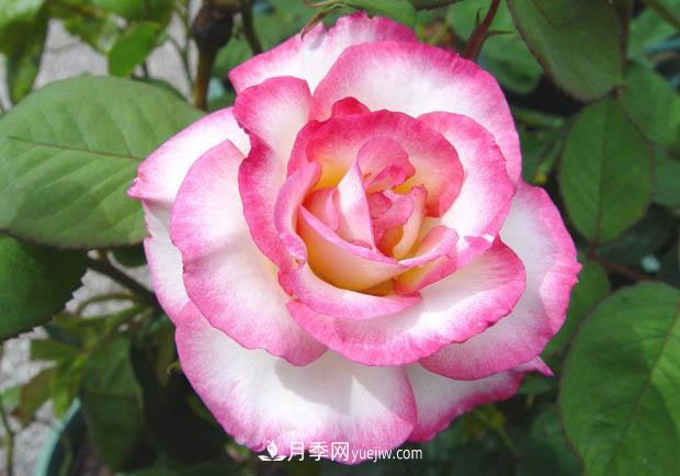 月季澆水，澆根還是澆葉？(圖1)