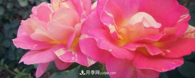 花徑超過(guò)15厘米的月季花品種有哪些？(圖1)