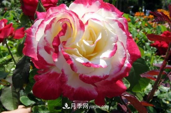 花徑超過(guò)15厘米的月季花品種有哪些？(圖2)