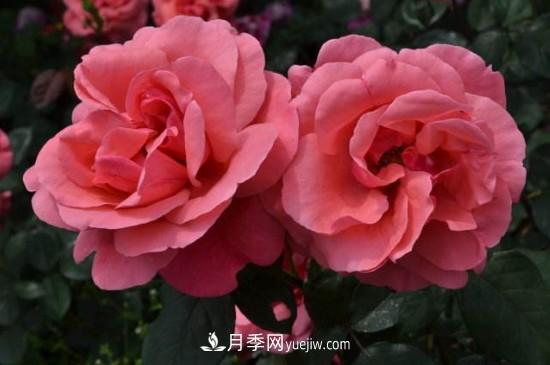 花徑超過(guò)15厘米的月季花品種有哪些？(圖3)