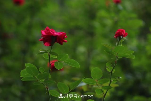 月季正紅：唯有此花開不厭，一年長占四時春(圖2)