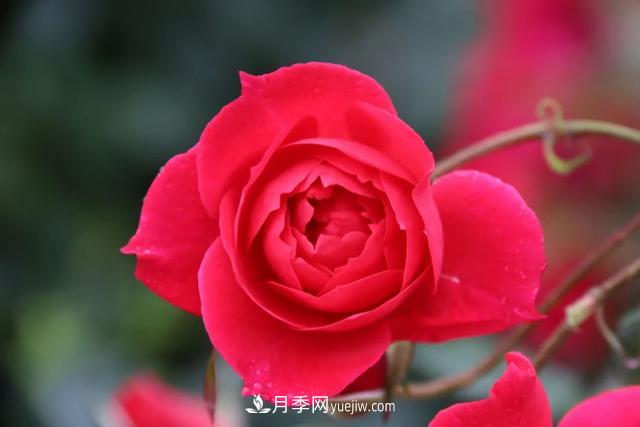 月季正紅：唯有此花開不厭，一年長占四時春(圖3)