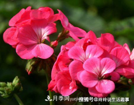 喜歡玫瑰，不如養(yǎng)“優(yōu)良月季”戴爾巴德，古典花型，美麗怡人！(圖4)