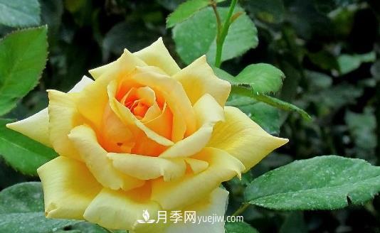 爬藤月季什么時(shí)間移植比較好？(圖1)