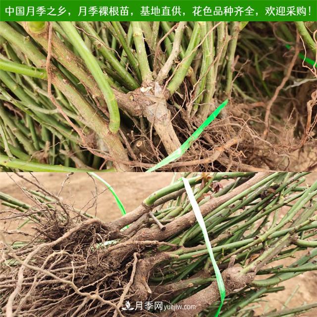 冬季實(shí)惠的裸根月季苗，栽種做好3件事，冬季室內(nèi)有花看(圖1)