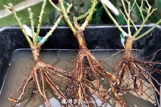 秋冬季節(jié)買的裸根月季苗，選購、上盆和恢復(fù)指南，南北地區(qū)差別大(圖1)