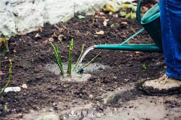 秋冬季節(jié)買的裸根月季苗，選購、上盆和恢復(fù)指南，南北地區(qū)差別大(圖3)
