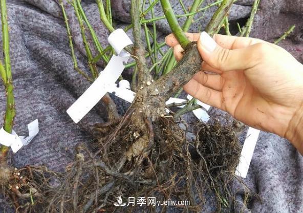 月季裸根大苗開花多見效快，網(wǎng)購注意事項(圖1)
