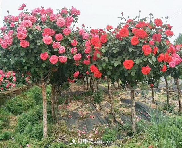4個(gè)潮流綠化樹，樹狀月季超高性價(jià)比，打造盛夏花園(圖1)