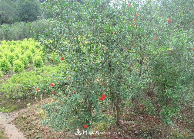 4個(gè)潮流綠化樹，樹狀月季超高性價(jià)比，打造盛夏花園(圖3)