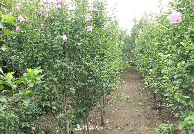 4個(gè)潮流綠化樹，樹狀月季超高性價(jià)比，打造盛夏花園(圖4)