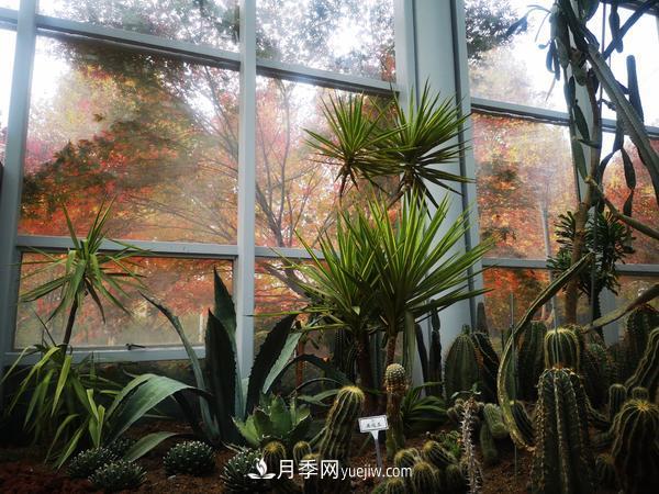 12種稀奇植物首次落戶鄭州植物園，免費(fèi)對(duì)外展覽(圖1)