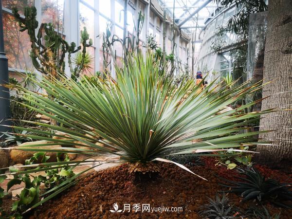12種稀奇植物首次落戶鄭州植物園，免費(fèi)對(duì)外展覽(圖2)