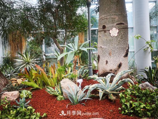 12種稀奇植物首次落戶鄭州植物園，免費(fèi)對(duì)外展覽(圖3)