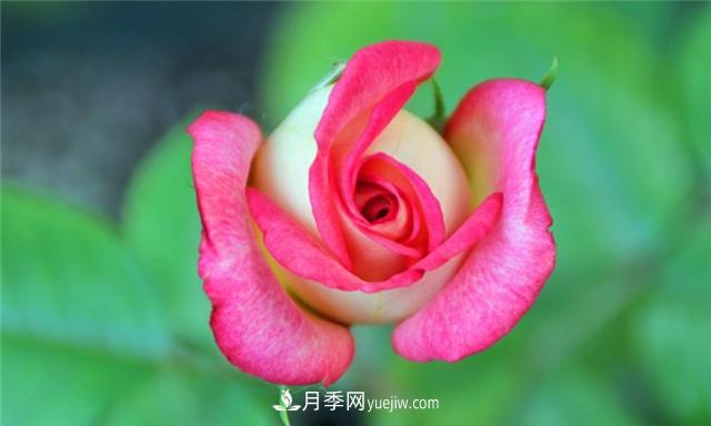 法國月季的摩納哥公主、摩納哥公爵和摩納哥王妃夏琳是什么關(guān)系？(圖1)