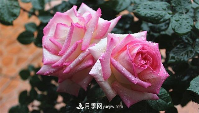 法國月季的摩納哥公主、摩納哥公爵和摩納哥王妃夏琳是什么關(guān)系？(圖2)