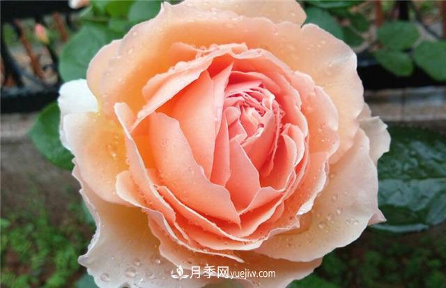 法國月季的摩納哥公主、摩納哥公爵和摩納哥王妃夏琳是什么關(guān)系？(圖4)
