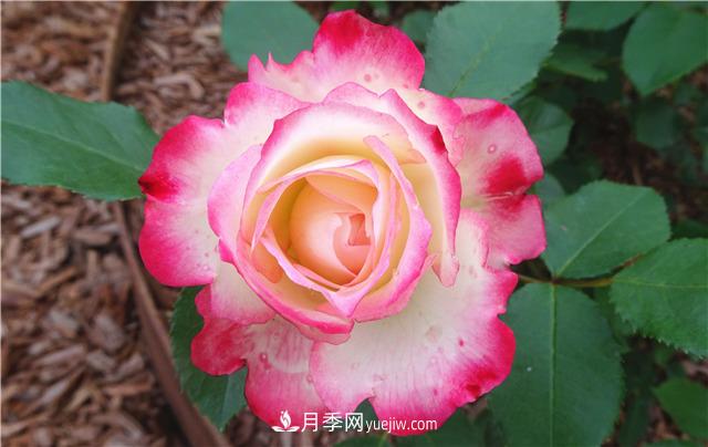 法國月季的摩納哥公主、摩納哥公爵和摩納哥王妃夏琳是什么關(guān)系？(圖3)