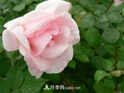 6款月季，家里養(yǎng)月季選它，好看好養(yǎng)好聞，是盆栽佳品(圖3)