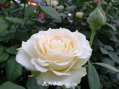 6款月季，家里養(yǎng)月季選它，好看好養(yǎng)好聞，是盆栽佳品(圖4)