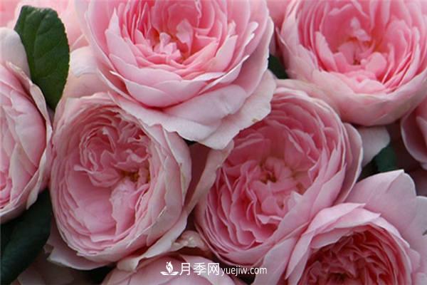 月季開花機器**名是什么？請叫我**名(圖1)