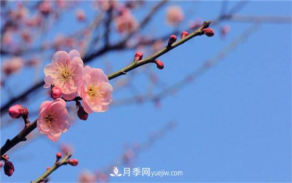 中國十大盆景排名，看看有哪些品種(圖2)