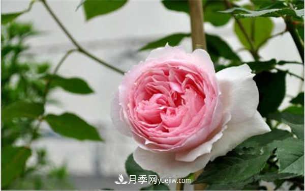 十大勤花月季名單，***經典勤花月季花推薦(圖1)