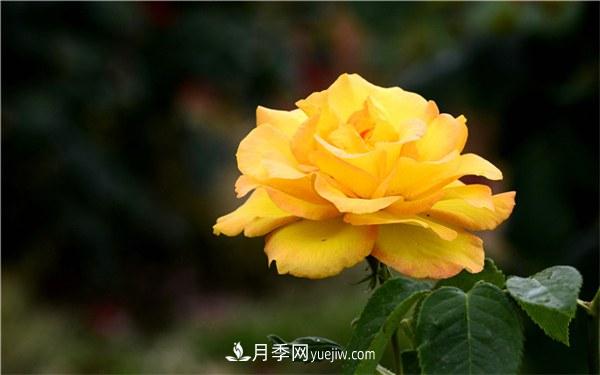 有什么后悔種的月季品種？不值得買的月季品種(圖1)