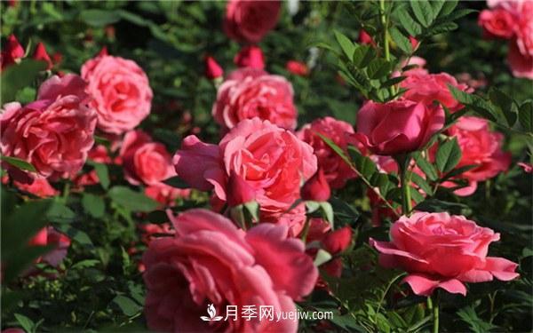 有什么后悔種的月季品種？不值得買的月季品種(圖2)