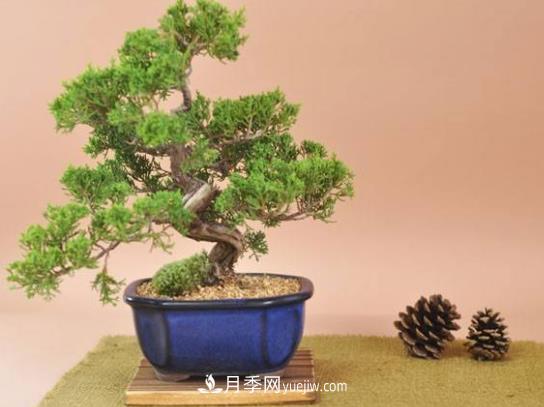 中國十大盆景排名，名貴盆景有哪些？(圖1)