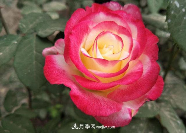 十大***美月季品種，美的沒理由(圖1)