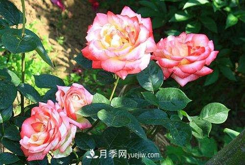 月季為什么老是黑桿？月季長蟲怎么辦？(圖1)