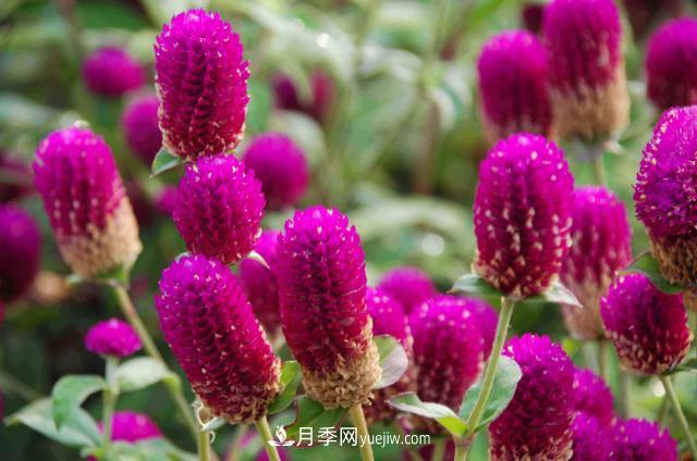 為啥這些花能脫穎而出，成為國慶花壇里的主流(圖1)