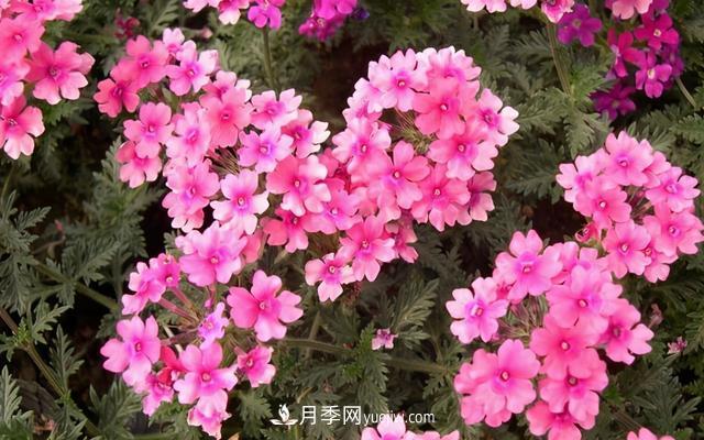 為啥這些花能脫穎而出，成為國慶花壇里的主流(圖6)