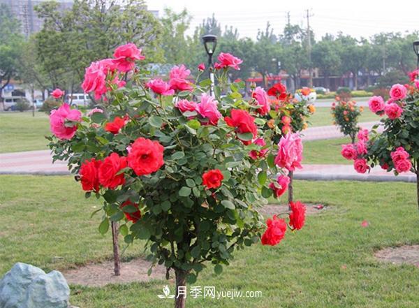 這些苗木術(shù)語(yǔ)每個(gè)苗木人必須要掌握！(圖1)