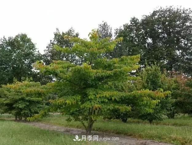 叢生苗木走俏，被稱為去庫存利器(圖1)