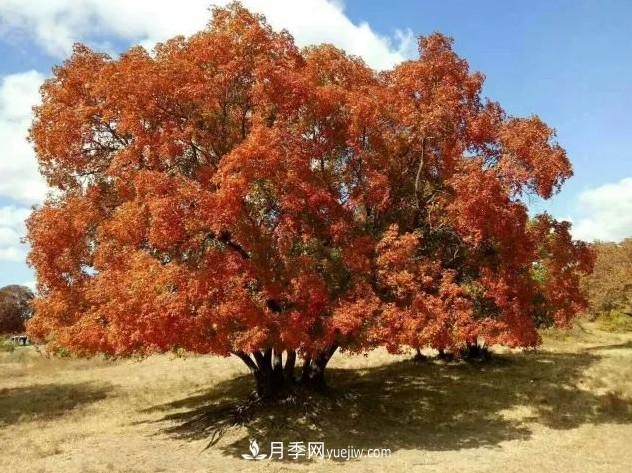 叢生苗木走俏，被稱為去庫存利器(圖2)