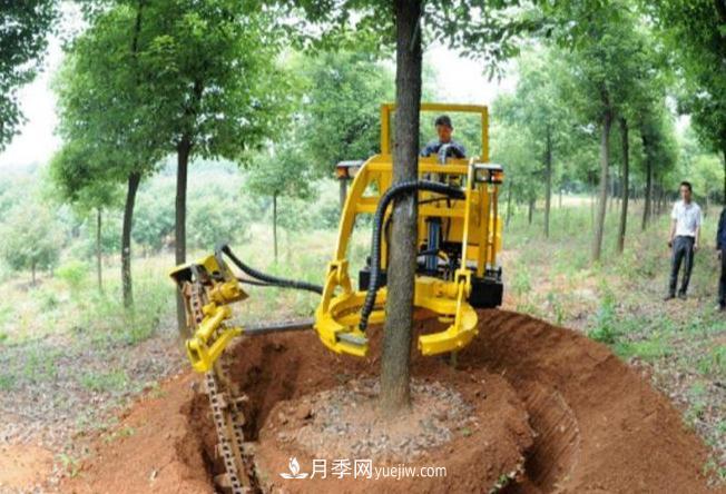 大樹苗木起挖移栽缺水、存活率不高的原因(圖1)