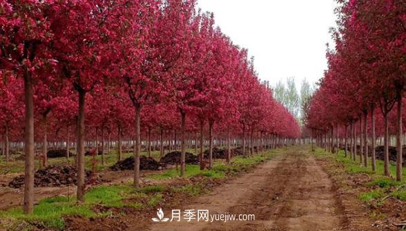 良好的苗源是高成活率的基礎(chǔ)，資深苗木人教你(圖2)