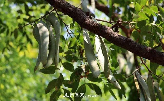 全身都是寶的南陽皂角樹，如今是優(yōu)良鄉(xiāng)土樹種(圖2)