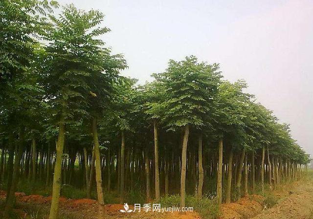 全身都是寶的南陽皂角樹，如今是優(yōu)良鄉(xiāng)土樹種(圖3)