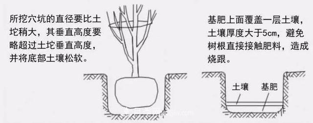 要想苗木長得好，挖好樹穴很重要！標(biāo)準(zhǔn)種植穴(圖3)