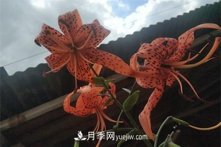 伊春適合養(yǎng)月季，市花和市樹是什么(圖1)
