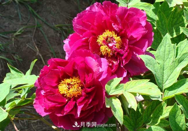 洛陽牡丹花的特點(diǎn)是什么？(圖2)