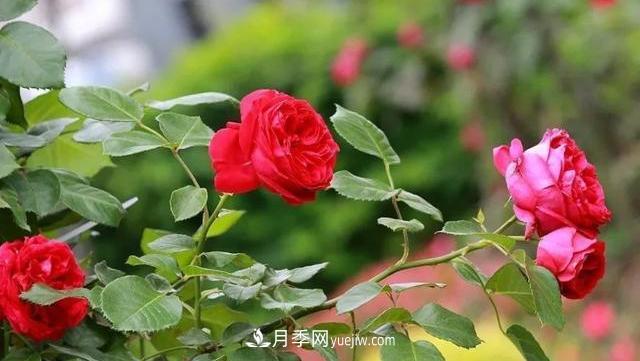 怎么讓高的月季長(zhǎng)成矮的月季呢？(圖2)